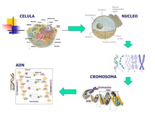 CELULA NUCLEO
CROMOSOMA
ADN
 