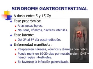SINDROME GASTROINTESTINAL
A dosis entre 5 y 15 Gy
Fase prodrómica:
A las pocas horas.
Náuseas, vómitos, diarreas intensas.
Fase latente:
Del 2º al 5º día postirradiación.
Enfermedad manifiesta:
Reaparecen náuseas, vómitos y diarreas con fiebre.
Puede morir en 10-20 días por malabsorción, DHT y
hemorragias intestinales.
Se favorece la infección generalizada.
 