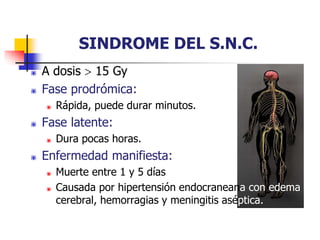 SINDROME DEL S.N.C.
 A dosis  15 Gy
 Fase prodrómica:
 Rápida, puede durar minutos.
 Fase latente:
 Dura pocas horas.
 Enfermedad manifiesta:
 Muerte entre 1 y 5 días
 Causada por hipertensión endocraneana con edema
cerebral, hemorragias y meningitis aséptica.
 