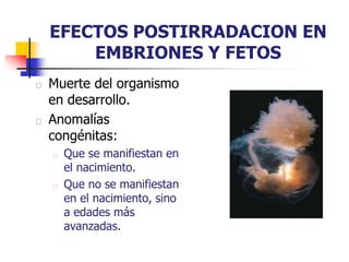 EFECTOS POSTIRRADACION EN
EMBRIONES Y FETOS
Muerte del organismo
en desarrollo.
Anomalías
congénitas:
Que se manifiestan en
el nacimiento.
Que no se manifiestan
en el nacimiento, sino
a edades más
avanzadas.
 
