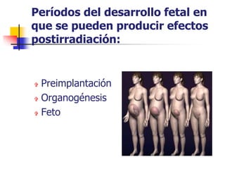 Períodos del desarrollo fetal en
que se pueden producir efectos
postirradiación:
 Preimplantación
 Organogénesis
 Feto
 