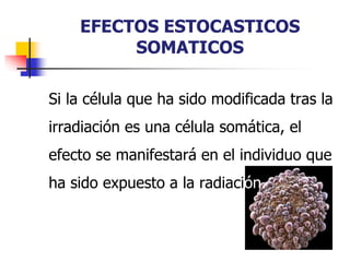 EFECTOS ESTOCASTICOS
SOMATICOS
Si la célula que ha sido modificada tras la
irradiación es una célula somática, el
efecto se manifestará en el individuo que
ha sido expuesto a la radiación.
 