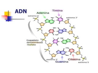 ADN
 