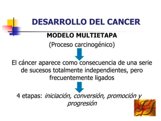 DESARROLLO DEL CANCER
MODELO MULTIETAPA
(Proceso carcinogénico)
El cáncer aparece como consecuencia de una serie
de sucesos totalmente independientes, pero
frecuentemente ligados
4 etapas: iniciación, conversión, promoción y
progresión
 