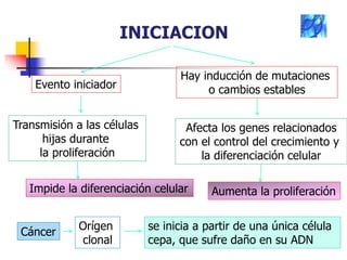INICIACION
Hay inducción de mutaciones
o cambios estables
Afecta los genes relacionados
con el control del crecimiento y
la diferenciación celular
Evento iniciador
Transmisión a las células
hijas durante
la proliferación
Aumenta la proliferaciónImpide la diferenciación celular
Cáncer
se inicia a partir de una única célula
cepa, que sufre daño en su ADN
Orígen
clonal
 
