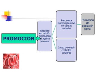 Requiere
exposición
prolongada
al agente
promotor
Respuesta
hiperproliferativa
en células
iniciadas
Formación
de
población
clonal
Capaz de evadir
controles
celulares
PROMOCION
 