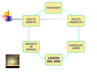 RADIACION
EFECTO
INDIRECTO
RADICALES
LIBRES
LESION
DEL ADN
DEPOSITO
DE
ENERGIA
EFECTO
DIRECTO
 