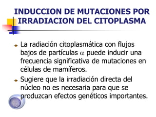 INDUCCION DE MUTACIONES POR
IRRADIACION DEL CITOPLASMA
La radiación citoplasmática con flujos
bajos de partículas  puede inducir una
frecuencia significativa de mutaciones en
células de mamíferos.
Sugiere que la irradiación directa del
núcleo no es necesaria para que se
produzcan efectos genéticos importantes.
 