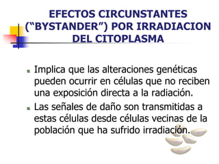 EFECTOS CIRCUNSTANTES
(“BYSTANDER”) POR IRRADIACION
DEL CITOPLASMA
Implica que las alteraciones genéticas
pueden ocurrir en células que no reciben
una exposición directa a la radiación.
Las señales de daño son transmitidas a
estas células desde células vecinas de la
población que ha sufrido irradiación.
 