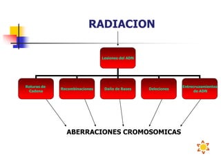 RADIACION
Lesiones del ADN
Roturas de
Cadena
Recombinaciones Daño de Bases Deleciones
Entrecruzamientos
de ADN
ABERRACIONES CROMOSOMICAS
 