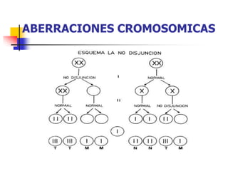 ABERRACIONES CROMOSOMICAS
 