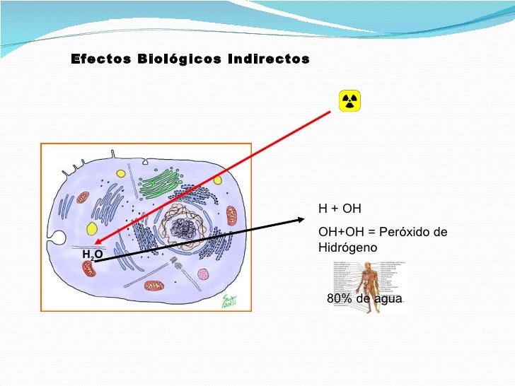Efectos biologicos y dosimetria de la radiacion