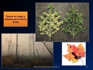 Eduardo Gómez
Daños en hojas y
árboles por la lluvia
ácida
27Efectos de la contaminación atmosférica
 