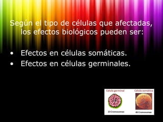 <ul><li>Según el tipo de células que afectadas, los efectos biológicos pueden ser: </li></ul><ul><li>Efectos en células so...