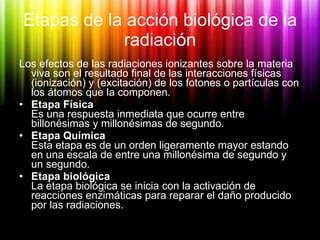 Etapas de la acción biológica de la radiación <ul><li>Los efectos de las radiaciones ionizantes sobre la materia viva son ...