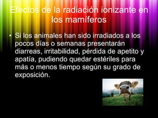 Efectos de la radiación ionizante en los mamíferos <ul><li>Si los animales han sido irradiados a los pocos días o semanas ...