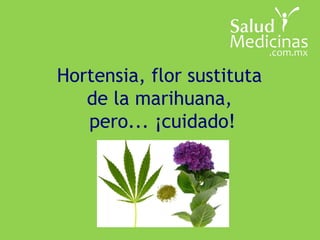 Hortensia, flor sustituta
de la marihuana,
pero... ¡cuidado!
 