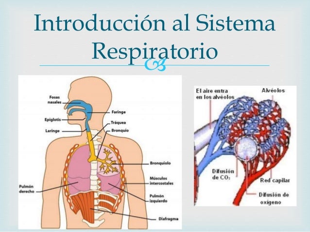 Efectos de la altura, obesidad y ejercicio Efectos de la altura, obesidad y ejercicio