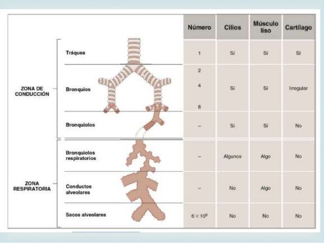 Efectos de la altura, obesidad y ejercicio Efectos de la altura, obesidad y ejercicio