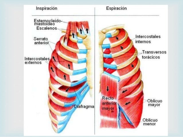 Efectos de la altura, obesidad y ejercicio Efectos de la altura, obesidad y ejercicio