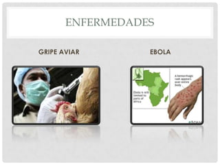 Calentamiento globalEl clima siempre ha variado, el problema del cambio climático es que en el último siglo el ritmo de estas variaciones se ha acelerado de manera anómala, a tal grado que afecta ya la vida planetaria . Al buscar la causa de esta aceleración, algunos científicos encontraron que existe una relación directa entre el calentamiento global o cambio climático y el aumento de las emisiones de gases de efecto invernadero (GEI), provocado principalmente por las sociedades industrializadas