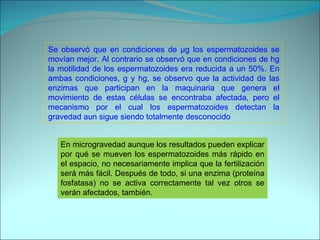 Se observó que en condiciones de µg los espermatozoides se movían mejor. Al contrario se observó que en condiciones de hg la motilidad de los espermatozoides era reducida a un 50%. En ambas condiciones, g y hg, se observo que la actividad de las enzimas que participan en la maquinaria que genera el movimiento de estas células se encontraba afectada, pero el mecanismo por el cual los espermatozoides detectan la gravedad aun sigue siendo totalmente desconocido  En microgravedad aunque los resultados pueden explicar por qué se mueven los espermatozoides más rápido en el espacio, no necesariamente implica que la fertilización será más fácil. Después de todo, si una enzima (proteína fosfatasa) no se activa correctamente tal vez otros se verán afectados, también. 
