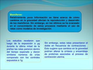 Mamíferos: Relativamente poca información se tiene acerca de cómo cambios en la gravedad afectan la reproducción y desarrollo de los mamíferos. Sin embargo, en los últimos se ha avanzado en el conocimiento de estos procesos mediante el uso de ratas como modelos de investigación.  Los estudios revelaron que luego de la exposición a µg durante la última mitad de la preñez las ratas parieron dentro del tiempo esperado y dieron similares números de crías comparado con los controles expuestos a 1g.  Sin embargo, estas ratas presentaron el doble en frecuencia de contracciones . Esto sugiere que cambios en la gravedad podrían alterar la síntesis y ensamblaje de proteínas asociadas al proceso de contracción uterina.  