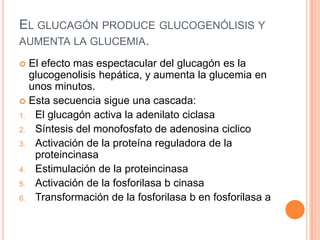 EL GLUCAGÓN PRODUCE GLUCOGENÓLISIS Y
AUMENTA LA GLUCEMIA.
El efecto mas espectacular del glucagón es la
glucogenolisis hepática, y aumenta la glucemia en
unos minutos.
 Esta secuencia sigue una cascada:
1. El glucagón activa la adenilato ciclasa
2. Síntesis del monofosfato de adenosina ciclico
3. Activación de la proteína reguladora de la
proteincinasa
4. Estimulación de la proteincinasa
5. Activación de la fosforilasa b cinasa
6. Transformación de la fosforilasa b en fosforilasa a


 