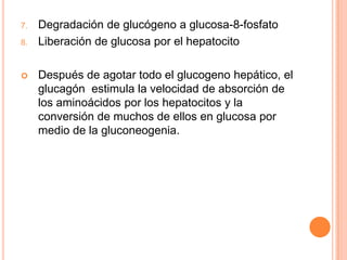 7.
8.



Degradación de glucógeno a glucosa-8-fosfato
Liberación de glucosa por el hepatocito
Después de agotar todo el glucogeno hepático, el
glucagón estimula la velocidad de absorción de
los aminoácidos por los hepatocitos y la
conversión de muchos de ellos en glucosa por
medio de la gluconeogenia.

 