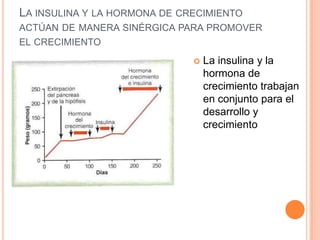 LA INSULINA Y LA HORMONA DE CRECIMIENTO
ACTÚAN DE MANERA SINÉRGICA PARA PROMOVER
EL CRECIMIENTO


La insulina y la
hormona de
crecimiento trabajan
en conjunto para el
desarrollo y
crecimiento

 