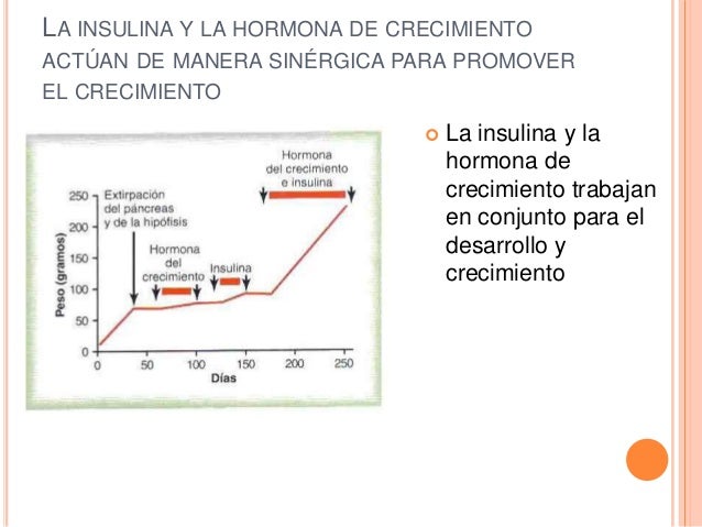 Efectos de la insulina sobre el metabolismo de Efectos de la insulina sobre el metabolismo de