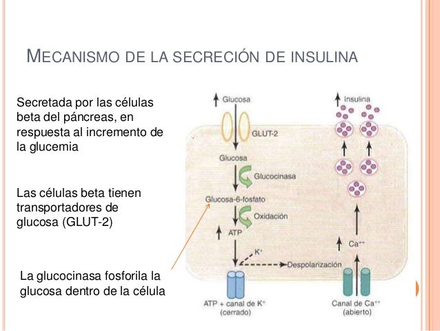 Efectos de la insulina sobre el metabolismo de Efectos de la insulina sobre el metabolismo de