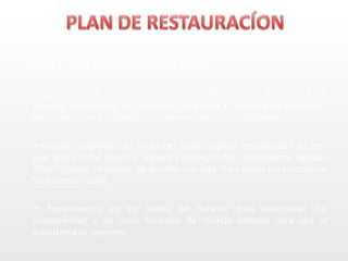 En el Ecuador se han establecido Planes de Recuperación como es el caso
del FONAG que realiza capacitaciones permanentes sobre diversos temas,
desde el 2007-2012 en la Región del Antisana.

Capacitaciones a los habitantes de la Comunidades aledañas a los
paramos relacionados con el análisis de paisaje e identificación del estado
del páramo como: degradación, intervención, usos y disturbios.

Realizar trasplantes de frailejones, como especie emblemática de este
piso térmico; así como el Genero Calamagrostis, comúnmente llamada
“Paja” (Comp. Personal) de Jennifer Insuasty “Plan piloto para recuperar
los páramos”-2008.

 Experimentos en los suelos del Paramo, para determinar sus
componentes y así crear fórmulas de manejo exitosas para que el
ecosistema se regenere.
 