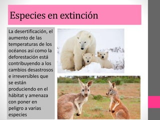 Especies en extinción
La desertificación, el
aumento de las
temperaturas de los
océanos así como la
deforestación está
contribuyendo a los
cambios desastrosos
e irreversibles que
se están
produciendo en el
hábitat y amenaza
con poner en
peligro a varias
especies
 