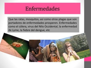 Enfermedades
Que las ratas, mosquitos, así como otras plagas que son
portadores de enfermedades prosperen. Enfermedades
como el cólera, virus del Nilo Occidental, la enfermedad
de Lyme, la fiebre del dengue, etc
 