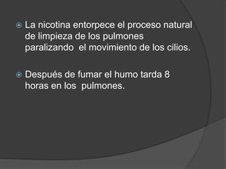 La nicotina entorpece el proceso natural de limpieza de los pulmones paralizando  el movimiento de los cilios.Después de fumar el humo tarda 8 horas en los  pulmones.