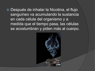 Después de inhalar la Nicotina, el flujo sanguíneo va acumulando la sustancia en cada célula del organismo y a medida que el tiempo pasa, las células se acostumbran y piden más al cuerpo.