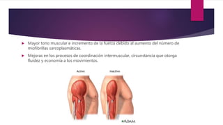  Mayor tono muscular e incremento de la fuerza debido al aumento del número de
miofibrillas sarcoplasmáticas.
 Mejoras en los procesos de coordinación intermuscular, circunstancia que otorga
fluidez y economía a los movimientos.
 
