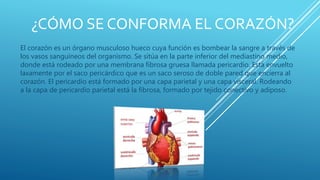 ¿CÓMO SE CONFORMA EL CORAZÓN?
El corazón es un órgano musculoso hueco cuya función es bombear la sangre a través de
los vasos sanguíneos del organismo. Se sitúa en la parte inferior del mediastino medio,
donde está rodeado por una membrana fibrosa gruesa llamada pericardio. Está envuelto
laxamente por el saco pericárdico que es un saco seroso de doble pared que encierra al
corazón. El pericardio está formado por una capa parietal y una capa visceral. Rodeando
a la capa de pericardio parietal está la fibrosa, formado por tejido conectivo y adiposo.
 