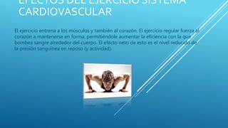 EFECTOS DEL EJERCICIO SISTEMA
CARDIOVASCULAR
El ejercicio entrena a los músculos y también al corazón. El ejercicio regular fuerza al
corazón a mantenerse en forma, permitiéndole aumentar la eficiencia con la que
bombea sangre alrededor del cuerpo. El efecto neto de esto es el nivel reducido de
la presión sanguínea en reposo (y actividad).
 