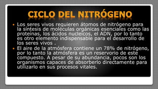  Los seres vivos requieren átomos de nitrógeno para
la síntesis de moléculas orgánicas esenciales como las
proteínas, los ácidos nucleicos, el ADN, por lo tanto
es otro elemento indispensable para el desarrollo de
los seres vivos .
 El aire de la atmósfera contiene un 78% de nitrógeno,
por lo tanto la atmósfera es un reservorio de este
compuesto. A pesar de su abundancia, pocos son los
organismos capaces de absorberlo directamente para
utilizarlo en sus procesos vitales.
 