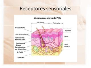 Receptores sensoriales
 