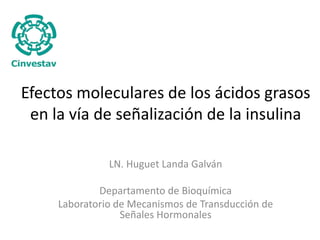 Efectos moleculares de los ácidos grasos 
en la vía de señalización de la insulina 
LN. Huguet Landa Galván 
Departamento de Bioquímica 
Laboratorio de Mecanismos de Transducción de 
Señales Hormonales 
 