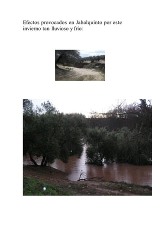 Efectos provocados en Jabalquinto por este
invierno tan lluvioso y frío:
 