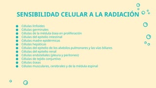 ● Células linfoides
● Células germinales
● Células de la médula ósea en proliferación
● Células del epitelio intestinal
● Células madre epidérmicas
● Células hepáticas
● Células del epitelio de los alvéolos pulmonares y las vías biliares
● Células del epitelio renal
● Células endoteliales (pleura y peritoneo)
● Células de tejido conjuntivo
● Células óseas
● Células musculares, cerebrales y de la médula espinal
SENSIBILIDAD CELULAR A LA RADIACIÓN
 