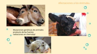 Afectaciones a los Animales.
Mutaciones genéticas de animales
producto de las fuertes
radiaciones en chernobyl
 