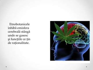 Etnobotanicele
inhibă emisfera
cerebrală stângă
unde se gasesc
şi funcțiile ce țin
de raționalitate.
 