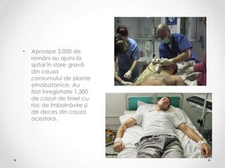 •   Aproape 3.000 de
    români au ajuns la
    spital în stare gravă
    din cauza
    consumului de plante
    etnobotanice. Au
    fost înregistrate 1.300
    de cazuri de tineri cu
    risc de îmbolnăvire şi
    de deces din cauza
    acestora.
 
