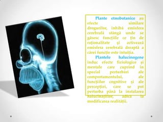 Plante etnobotanice au
efecte                   similare
drogurilor, inhibă emisfera
cerebrală stângă unde se
găsesc funcţiile ce ţin de
raţionalitate    şi    activează
emisfera cerebrală dreaptă a
cărei funcţie este intuiţia.
     Plantele     halucinogene
induc efecte fiziologice şi
mentale care cuprind în
special      perturbări       ale
comportamentului,             ale
funcţiilor cognitive şi ale
percepţiei,    care     se    pot
perturba până la instalarea
halucinaţiilor,     adică      la
modificarea realităţii.
 