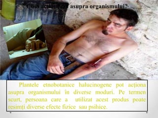 Cum acţionează asupra organismului?




    Plantele etnobotanice halucinogene pot acţiona
asupra organismului în diverse moduri. Pe termen
scurt, persoana care a utilizat acest produs poate
resimţi diverse efecte fizice sau psihice.
 